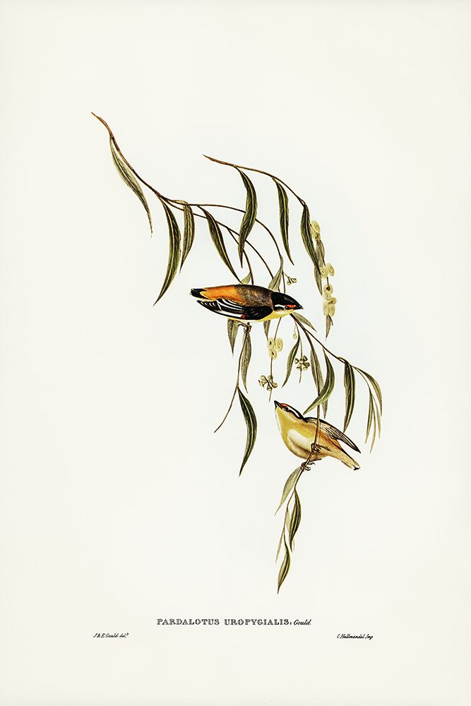 Yellow-rumped Pardalote-Pardalotus uropygialis art print by John Gould for $57.95 CAD