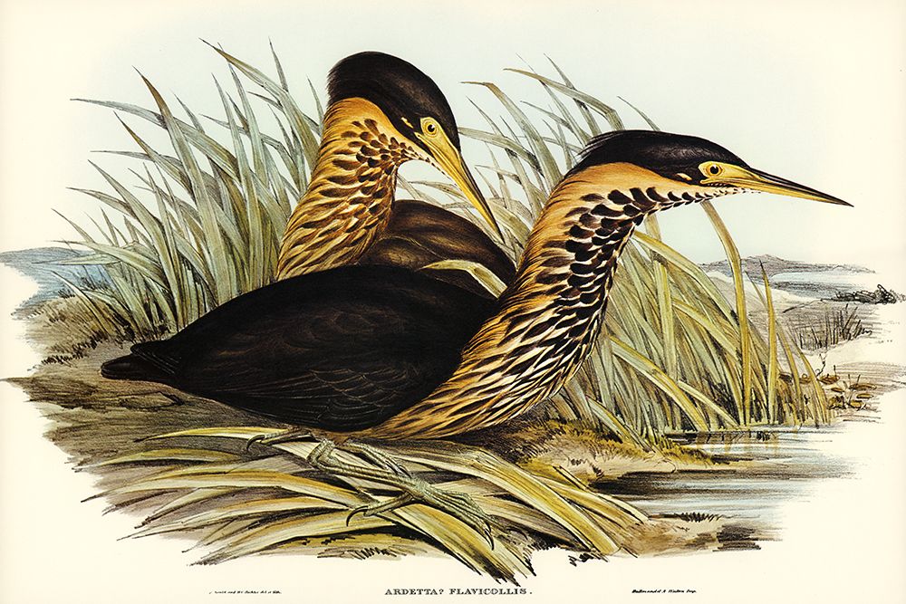 Yellow-necked Bittern-Ardetta flavicollis art print by John Gould for $57.95 CAD