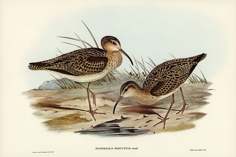 Little Whimbrel-Numenius minutus art print by John Gould for $57.95 CAD