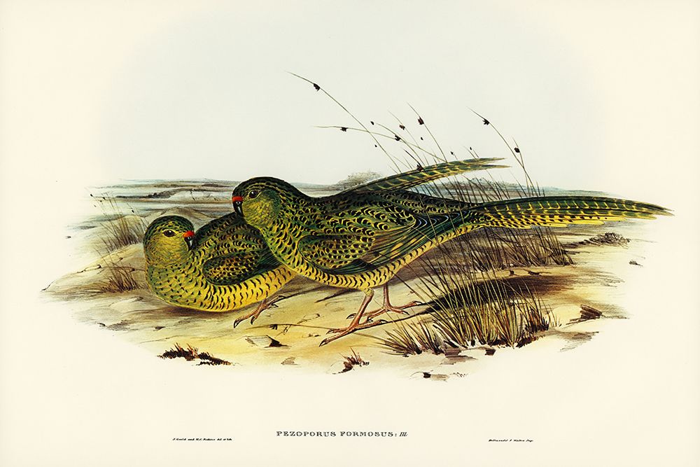 Ground Parakeet-Pezoporus formosus art print by John Gould for $57.95 CAD