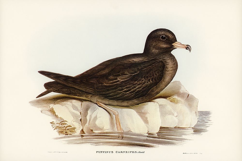 Fleshy-footed Petrel-Puffinus carneipes art print by John Gould for $57.95 CAD