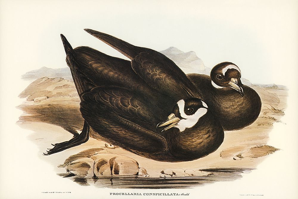 Spectacled Petrel-Procellaria conspicillata art print by John Gould for $57.95 CAD