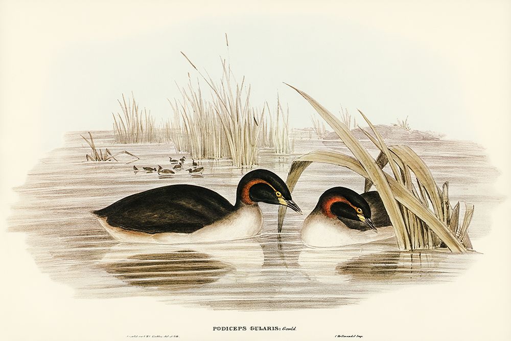 Black-throated Grabe-Podiceps gularis art print by John Gould for $57.95 CAD