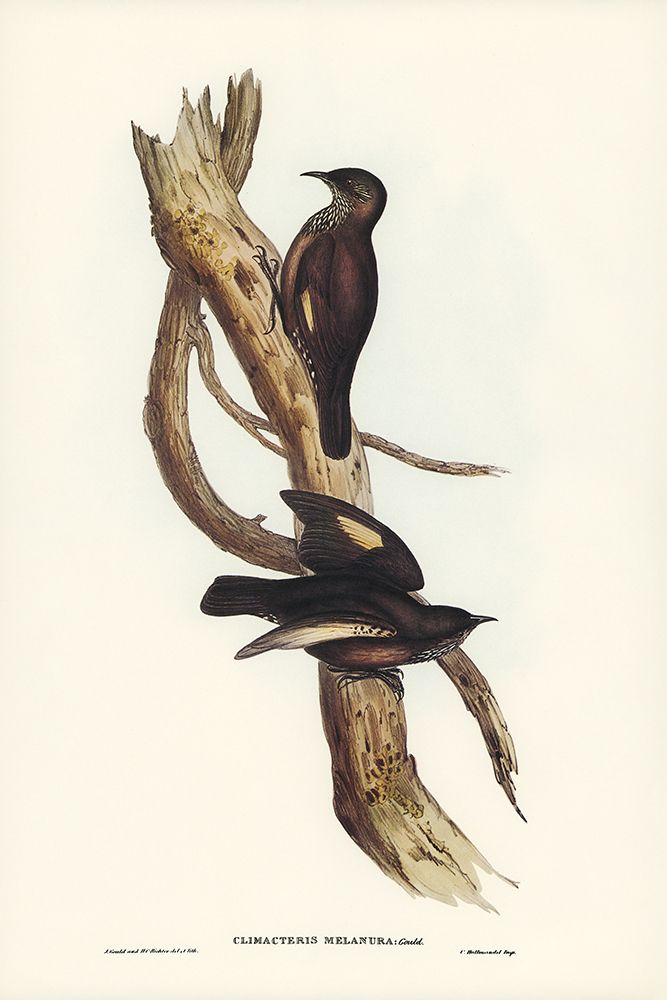 Black-tailed Tree-Creeper-Climacteris melanura art print by John Gould for $57.95 CAD
