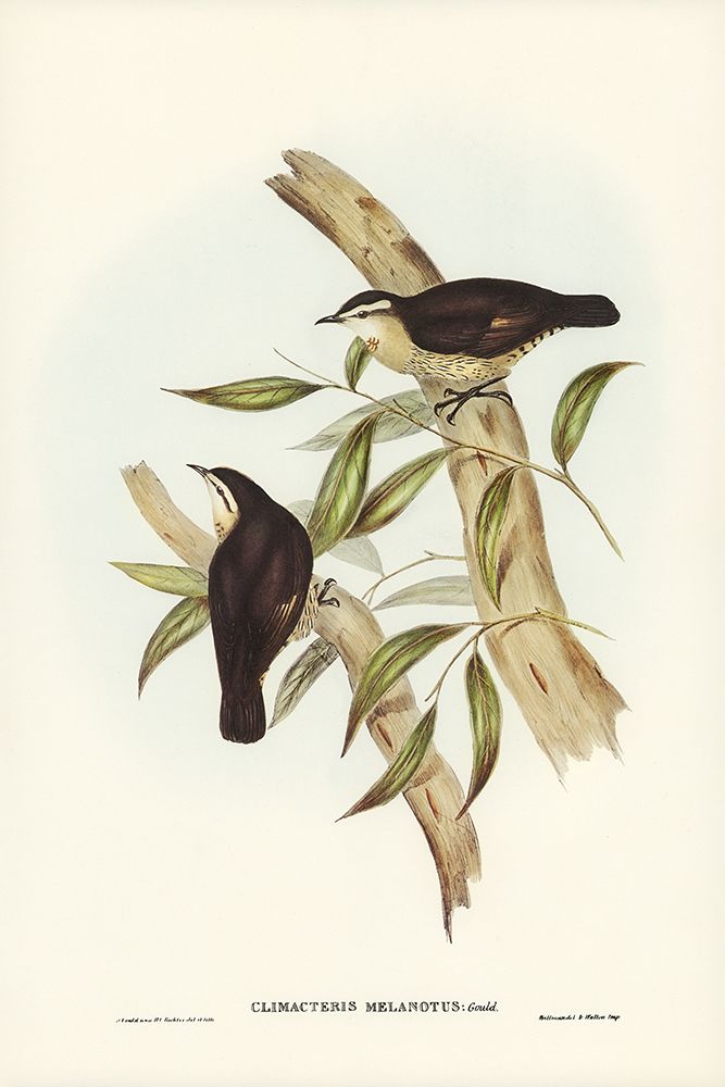Black-backed Tree-Creeper-Climacteris melanotus art print by John Gould for $57.95 CAD