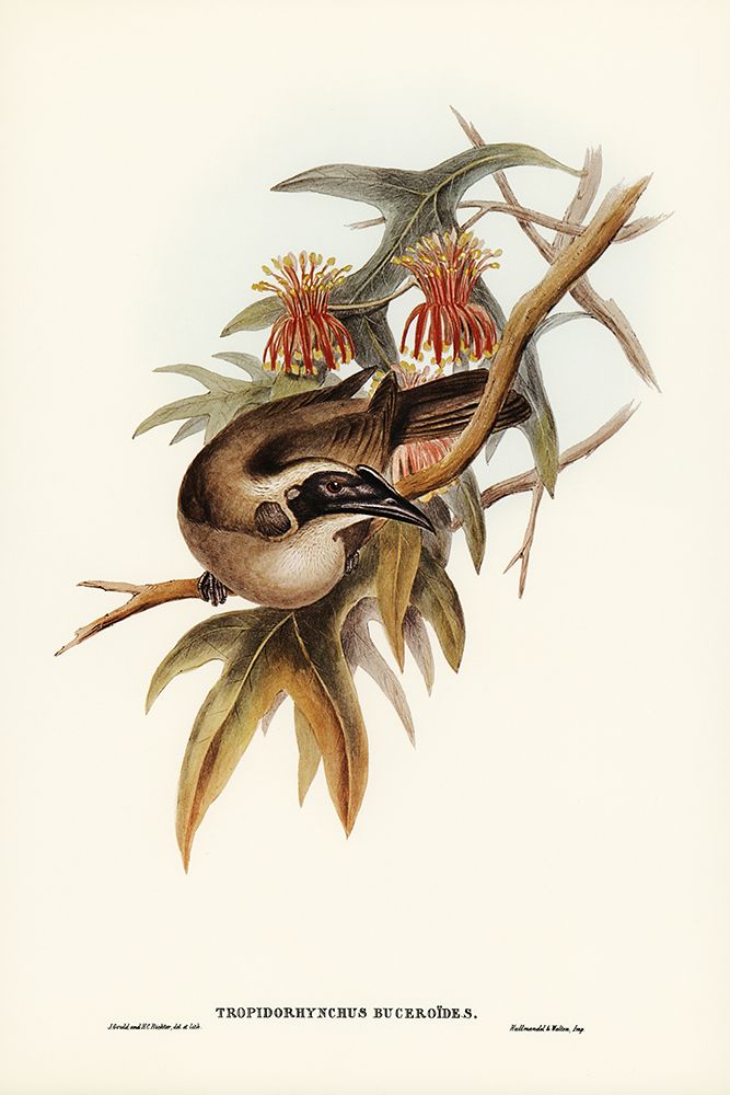 Helmeted Honey-eater-Tropidorhynchus Buceroides art print by John Gould for $57.95 CAD