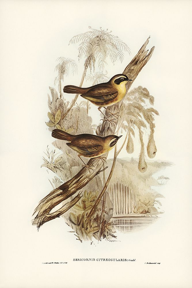 Yellow-throated Sericornis-Sericornis citreogularis art print by John Gould for $57.95 CAD