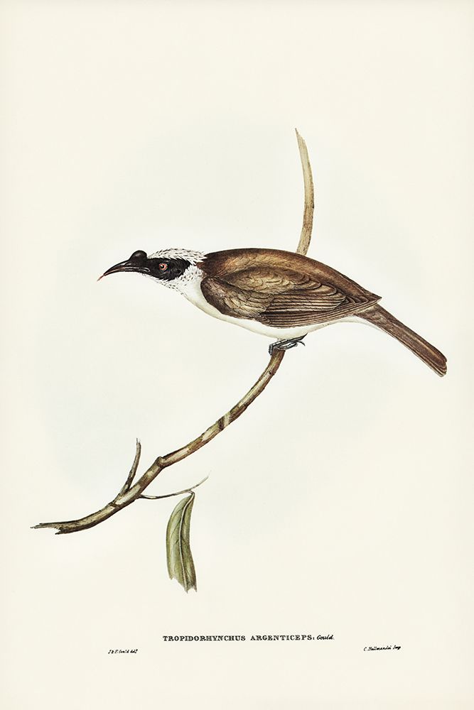 Silvery-crowned Friar Bird-Tropidorhynchus argenticeps art print by John Gould for $57.95 CAD