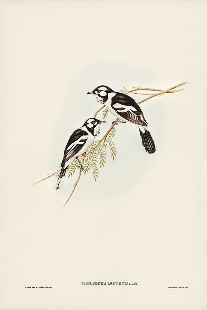 White-eared Flycatcher-Monarcha leucotis art print by John Gould for $57.95 CAD