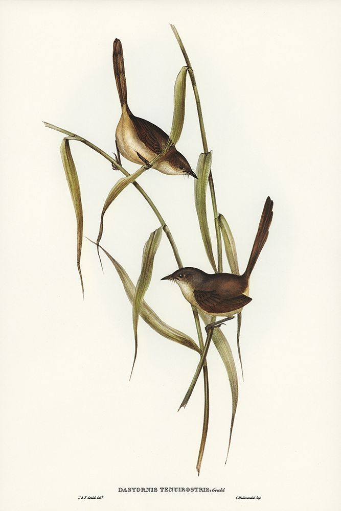 Long-billed Bristle Bird-Dasyornis longirostris art print by John Gould for $57.95 CAD