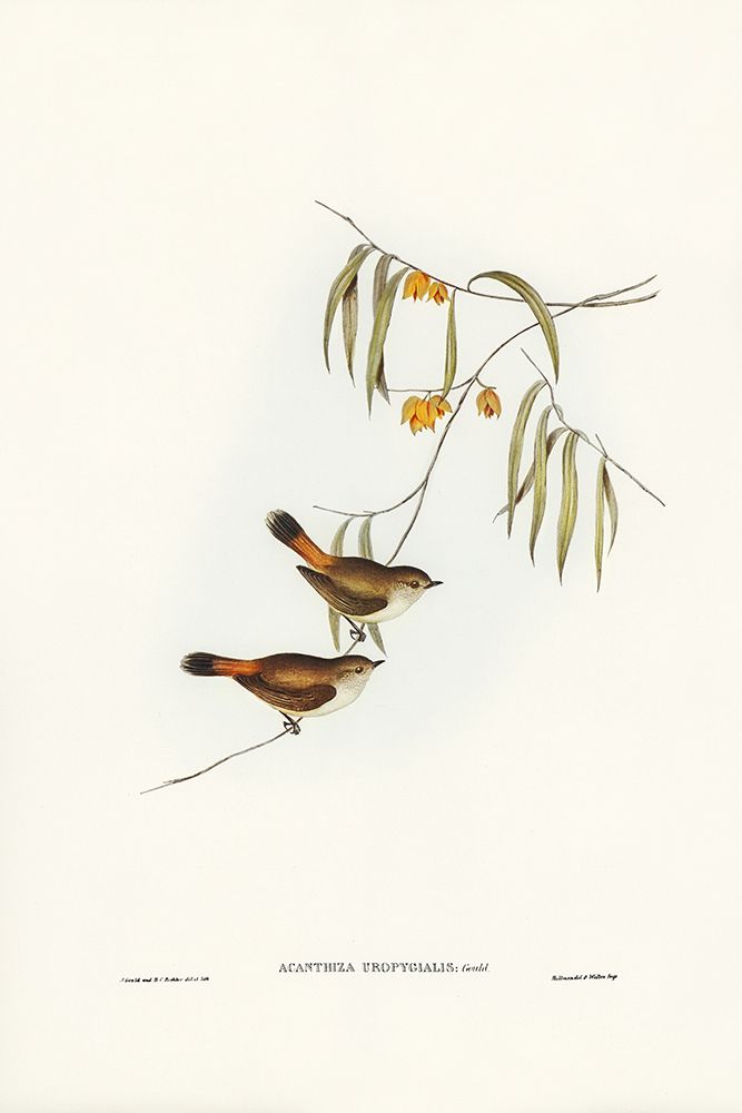 Chestnut-rumped Acanthiza-Acanthiza uropygialis art print by John Gould for $57.95 CAD