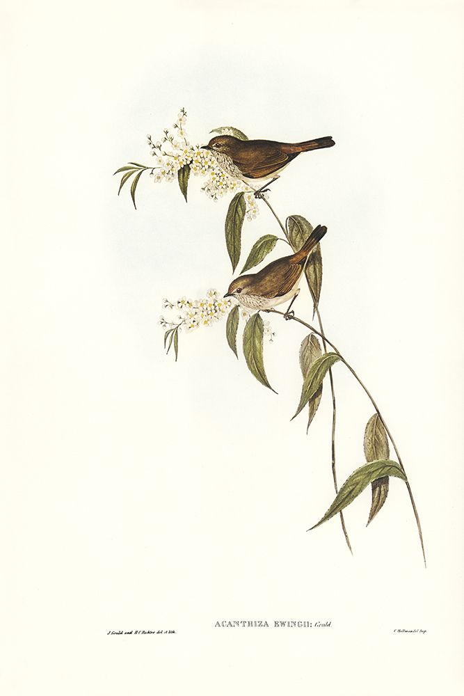 Ewingâ€™s Acanthiza-Canthiza Ewingii art print by John Gould for $57.95 CAD