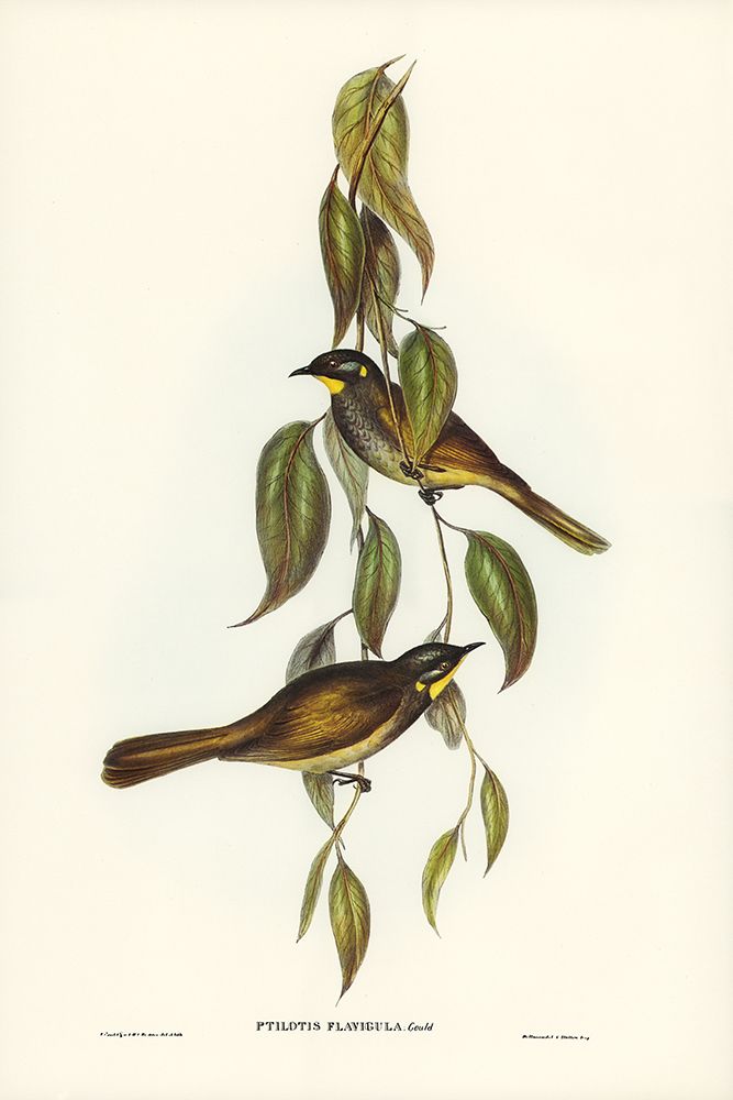 Yellow-throated Honey-eater-Ptilotis flavigula art print by John Gould for $57.95 CAD
