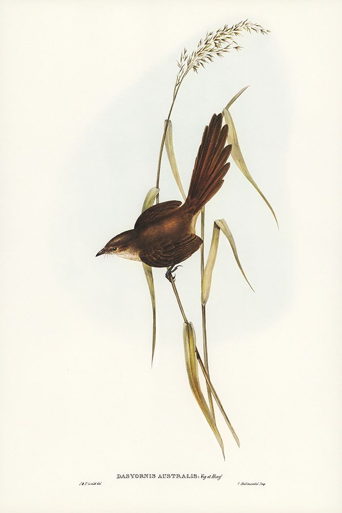 Bristle Bird-Dasyornis Australis art print by John Gould for $57.95 CAD