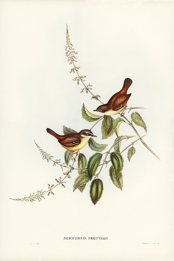 White-fronted Sericornis-Sericornis frontalis art print by John Gould for $57.95 CAD