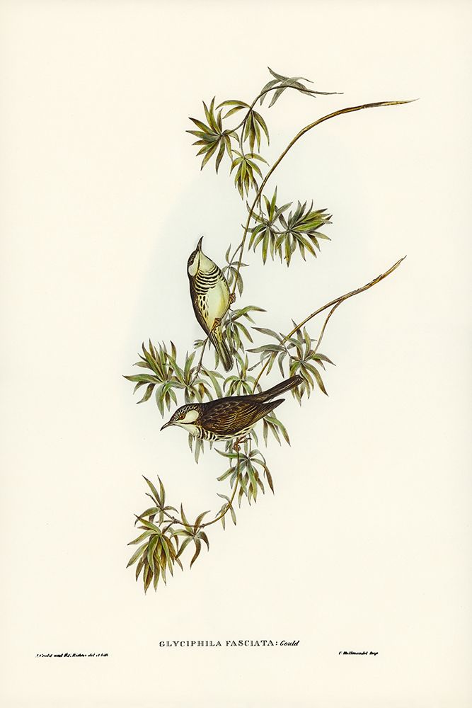 Fasciated Honey-eater-Glyciphila fasciata art print by John Gould for $57.95 CAD