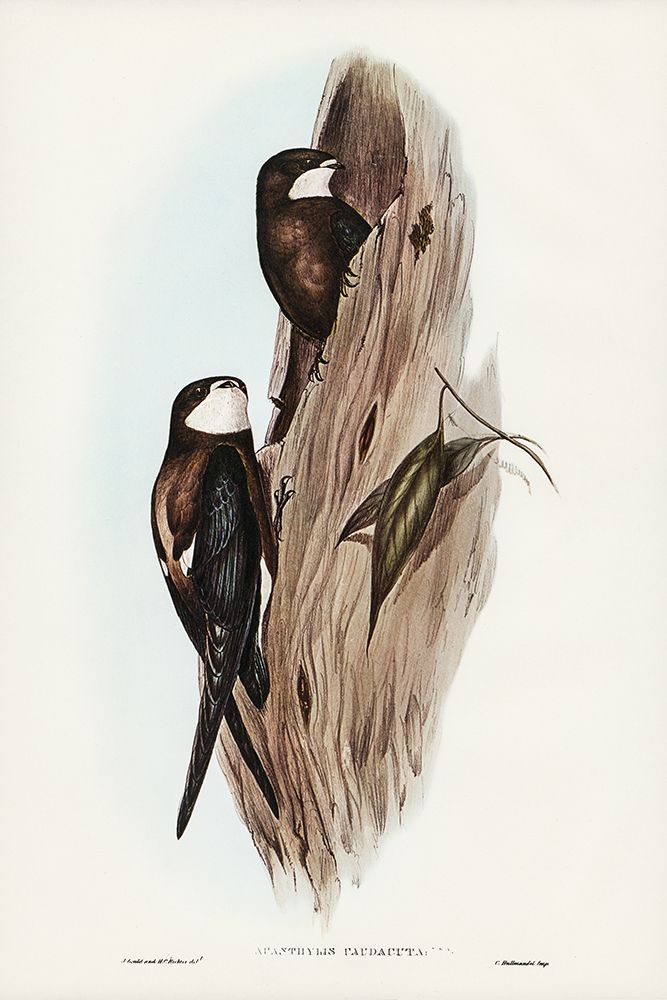 Australian Spine-tailed Swallow-Acanthylis caudacuta art print by John Gould for $57.95 CAD