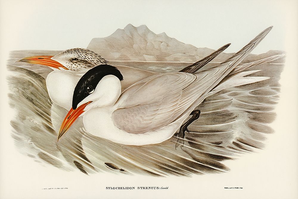 Powerful Tern-Sylochelidon strenuus art print by John Gould for $57.95 CAD