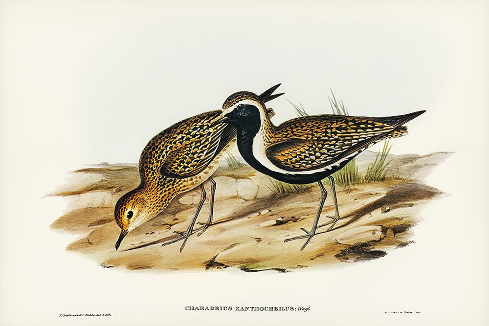 Australian Golden Plover-Charadrius xanthocheilus art print by John Gould for $57.95 CAD
