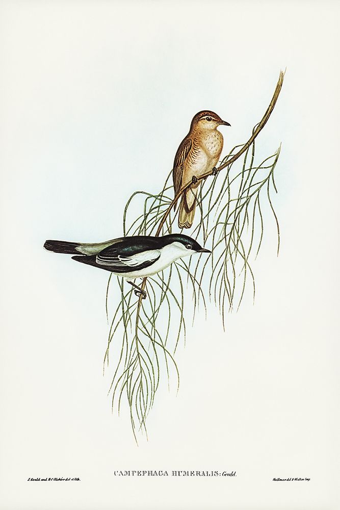White-shouldered cuckooshrike-Campephaga humeralis art print by John Gould for $57.95 CAD