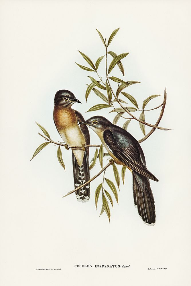 Brush Cuckoo-Cuculus insperatus art print by John Gould for $57.95 CAD