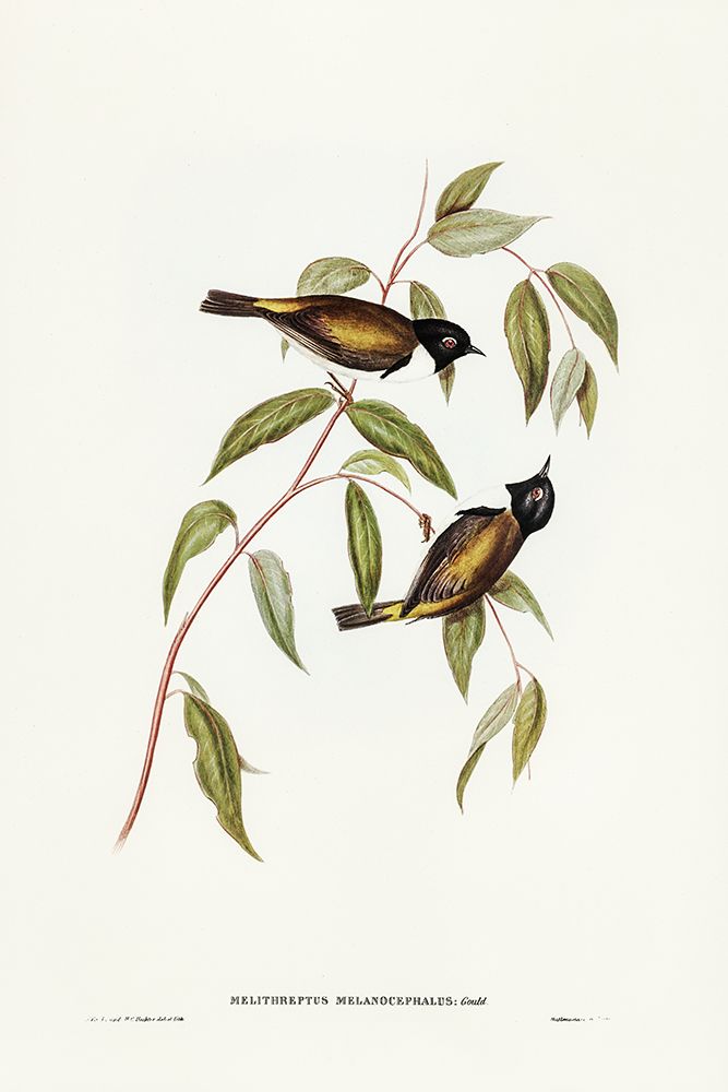 Black-headed Honey-eater-Melthreptus melanocephalus art print by John Gould for $57.95 CAD