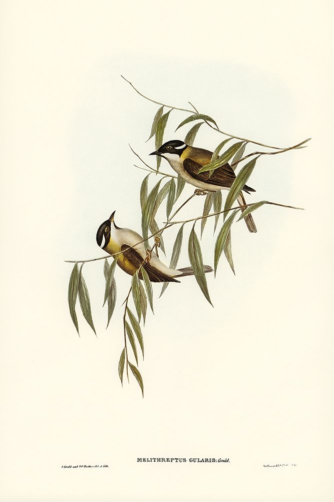 Black-throated Honey-eater-Melithreptus gularis art print by John Gould for $57.95 CAD