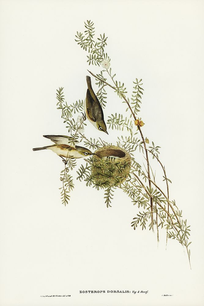 Gray-backed Zosterops-Zosterops dorsalis art print by John Gould for $57.95 CAD