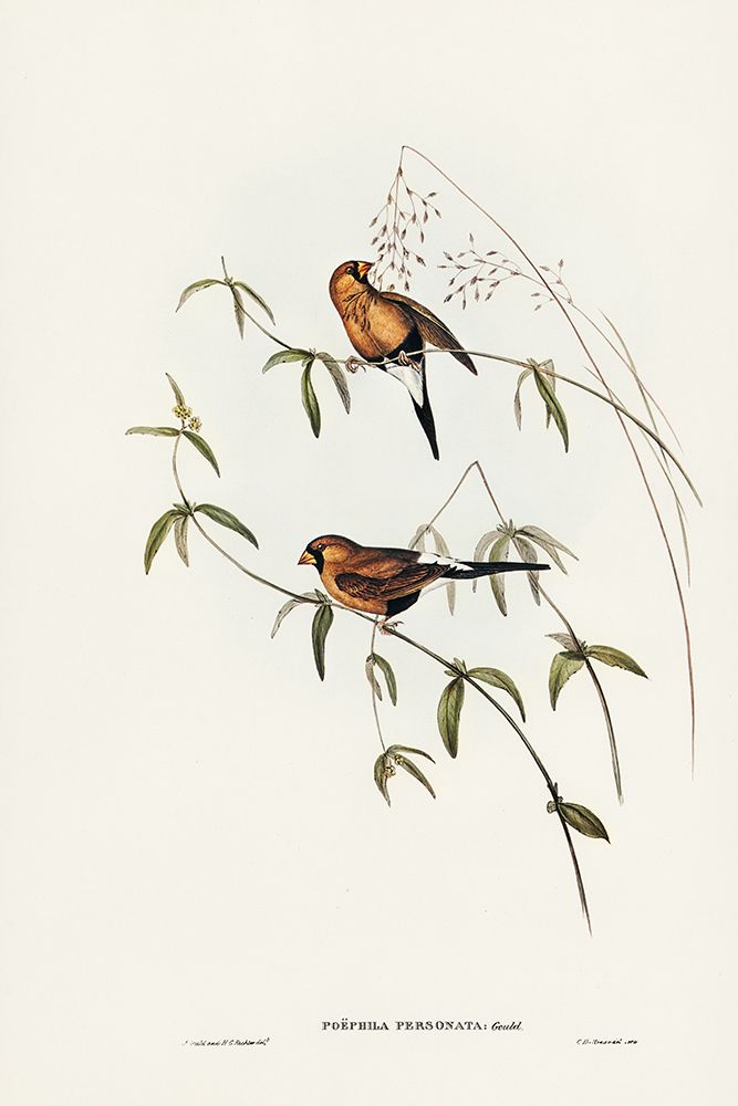 Masked Grass Finch-Poephila personata art print by John Gould for $57.95 CAD