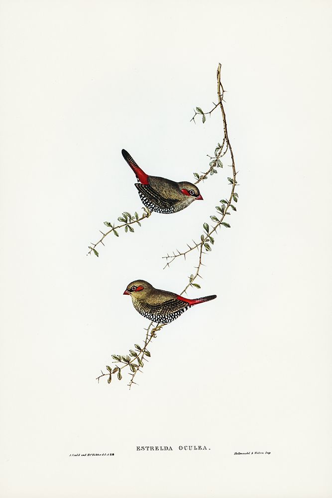 Red-eared Finch-Estrelda oculea art print by John Gould for $57.95 CAD