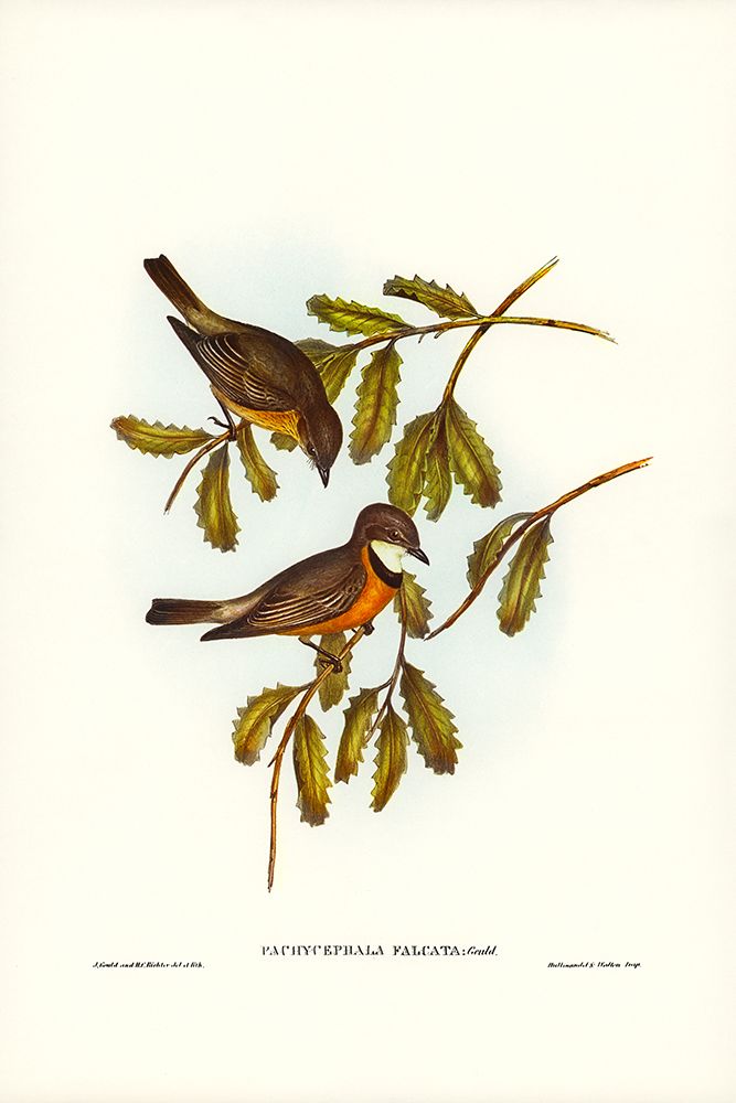 Lunated Pachycephala-Pachycephala falcata art print by John Gould for $57.95 CAD
