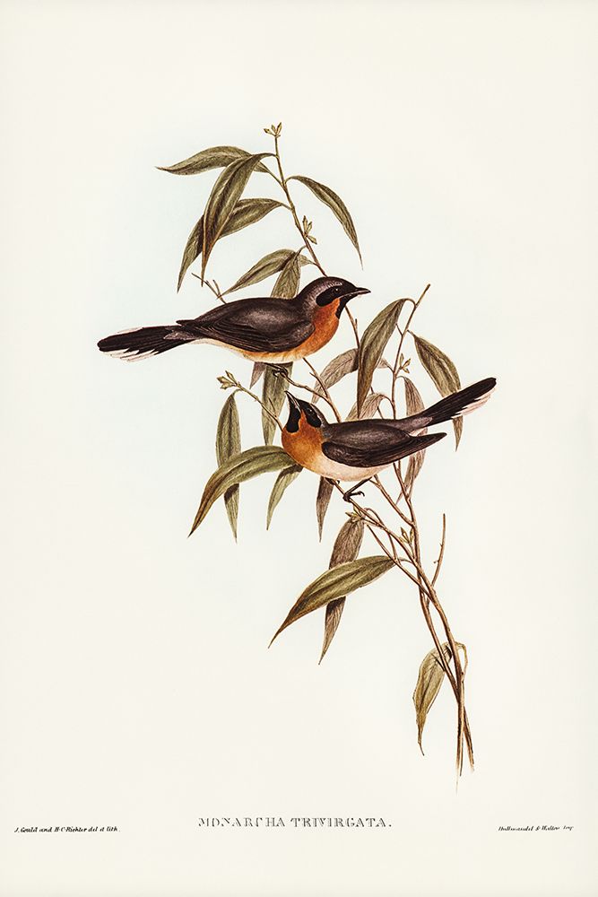 Black-fronted Flycatcher-Monarcha trivirgata art print by John Gould for $57.95 CAD