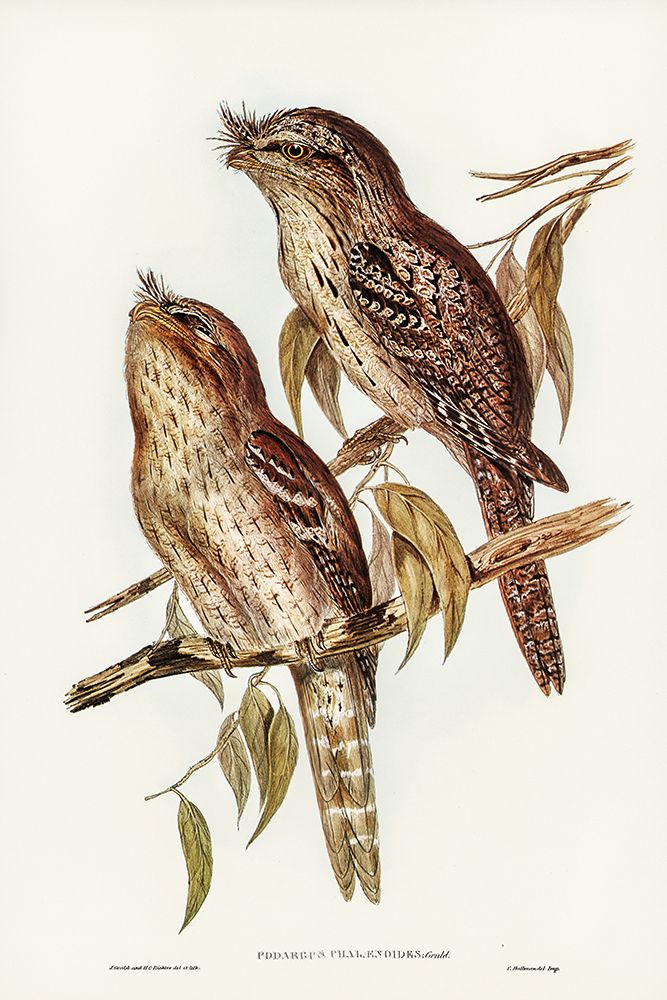 Podargus Phalaenoides and Moth-plumaged Podargus art print by John Gould for $57.95 CAD
