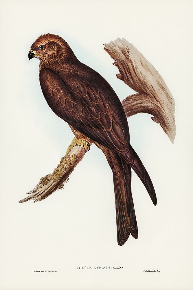 Allied Kite-Milvus affinis art print by John Gould for $57.95 CAD