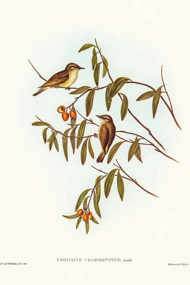Green-backed Gerygone-Gerygone chloronotus art print by John Gould for $57.95 CAD