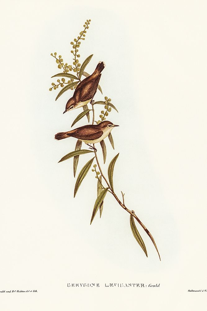 Buff-breasted Gerygone-Gerygone laevigaster art print by John Gould for $57.95 CAD