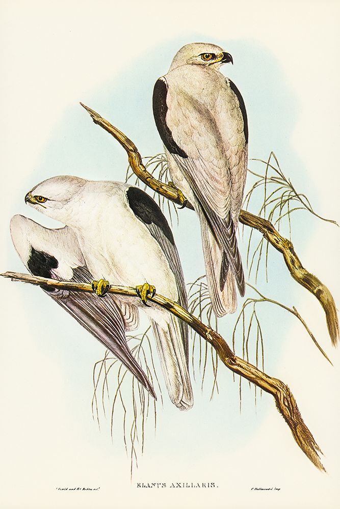 Square-tailed Kite-Milvus insures art print by John Gould for $57.95 CAD