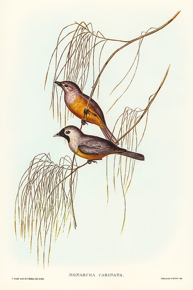 Carinated Flycatcher-Monarcha carinata art print by John Gould for $57.95 CAD