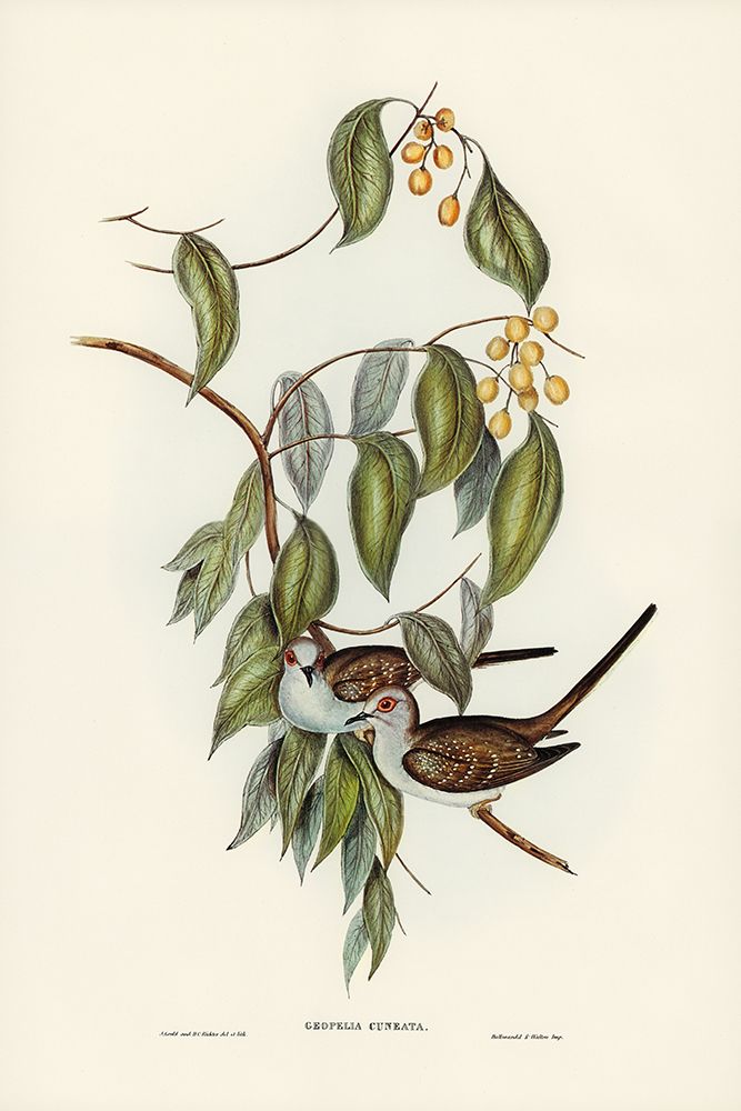Greaceful Ground Dove-Geopelia cuneata art print by John Gould for $57.95 CAD