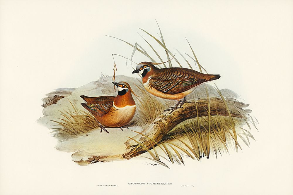 Plumed Partridge Bronze-wing-Geophaps plumifera art print by John Gould for $57.95 CAD