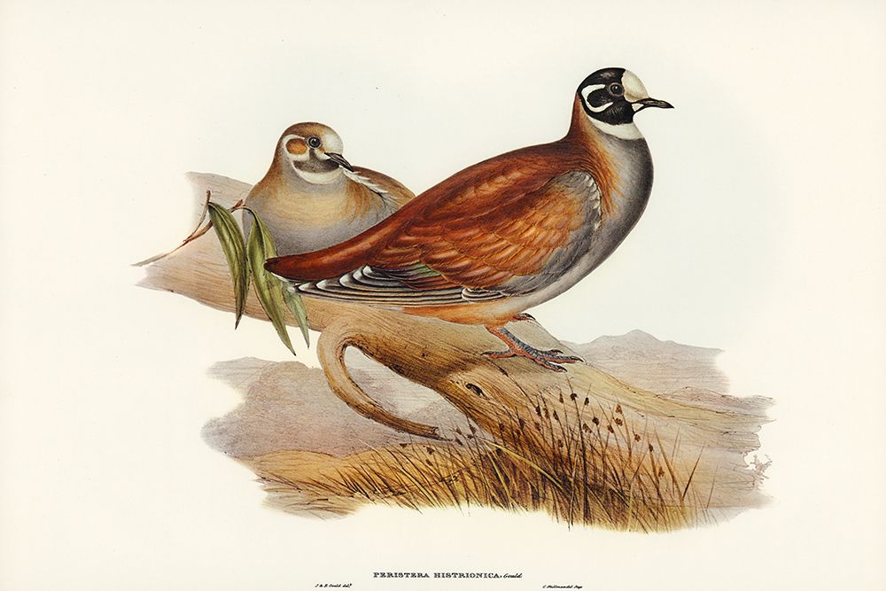 Harlequin Bronze-wing-Peristera histrionica art print by John Gould for $57.95 CAD
