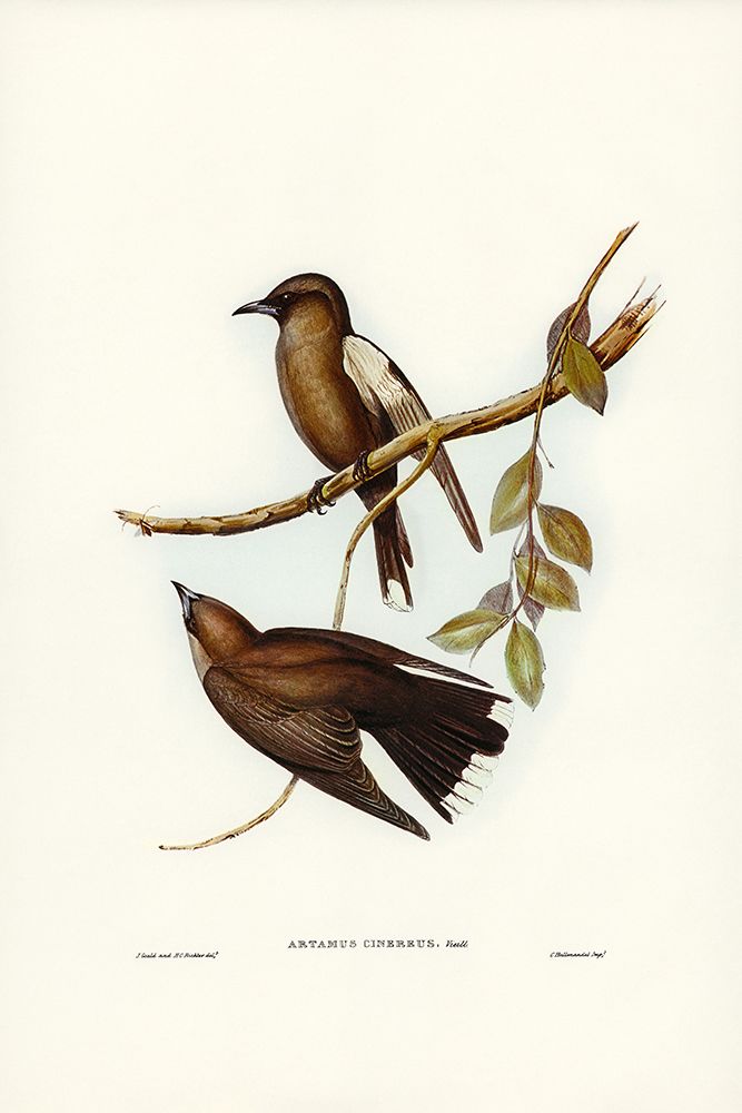 Grey-breasted Wood Swallow-Artamus cinereous art print by John Gould for $57.95 CAD
