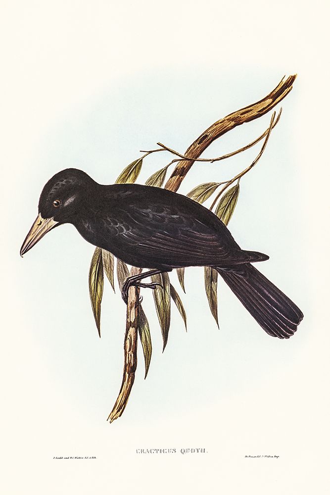 Quoyâ€™s Crow-Shrike-Cracticus Quoyii art print by John Gould for $57.95 CAD