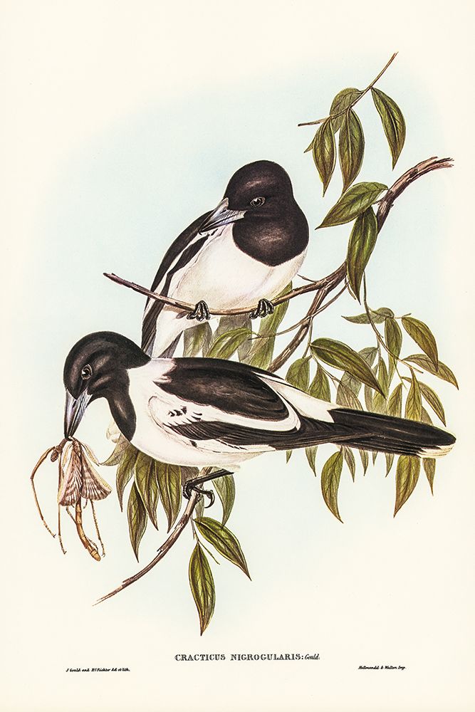 Black-throated Crow-Shrike-Cracticus nigrogularis art print by John Gould for $57.95 CAD