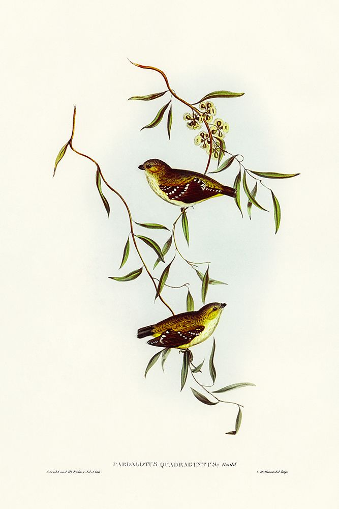 Forty-spotted Pardalote-Pardalotus quadragintus art print by John Gould for $57.95 CAD
