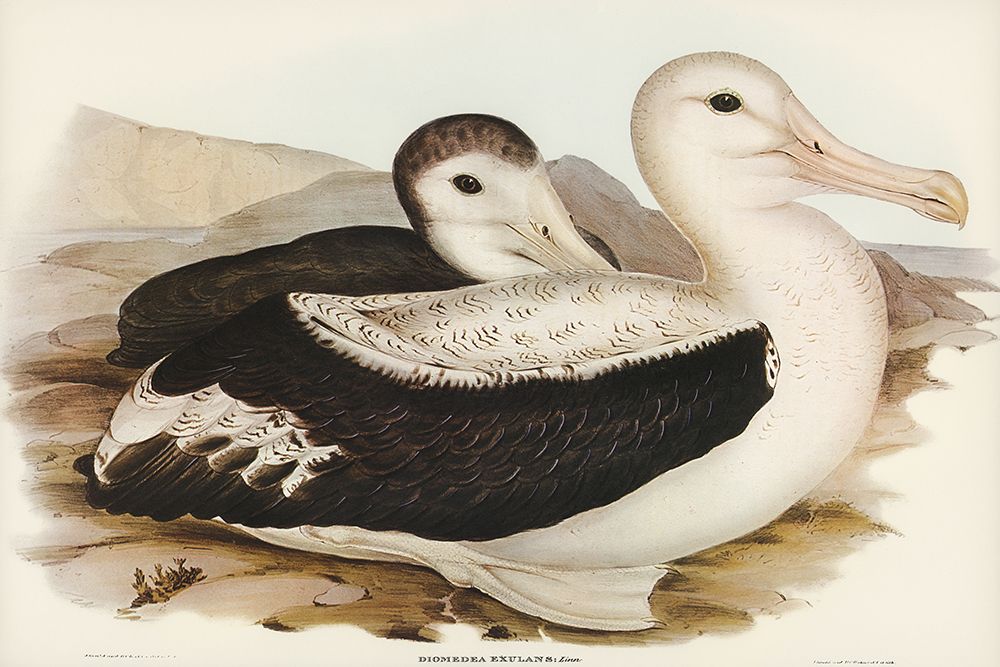 Wandering Albatros-Diomedea exulans art print by John Gould for $57.95 CAD