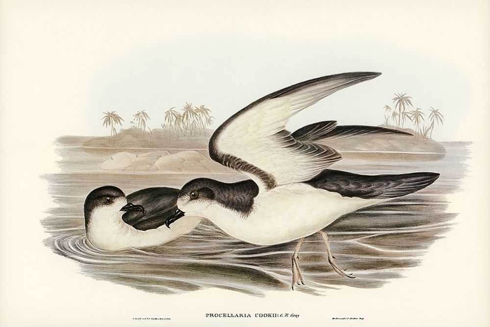 Cooks Petrel-Procellaria Cookii art print by John Gould for $57.95 CAD