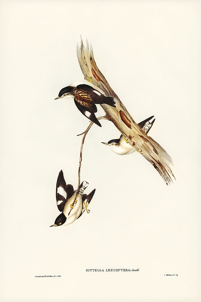White-winged Sittella-Sittella leucoptera art print by John Gould for $57.95 CAD