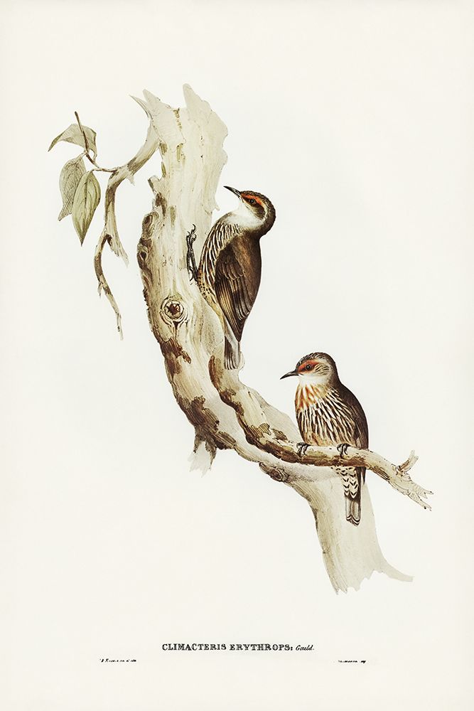 Red-eyebrowed Tree-Creeper-Climacteris crythrops art print by John Gould for $57.95 CAD