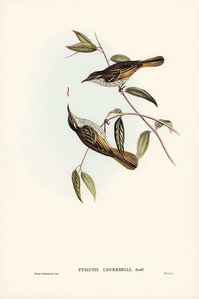 Cockerells Honey-eater-Ptilotis Cockerelli art print by John Gould for $57.95 CAD